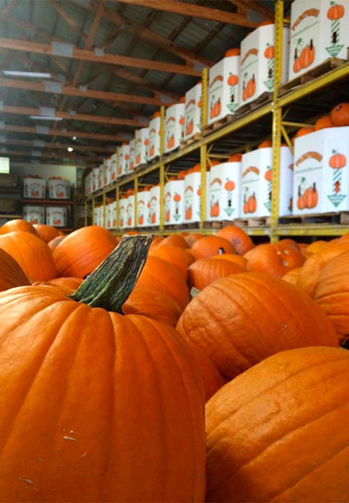 Stoney Brook Farms